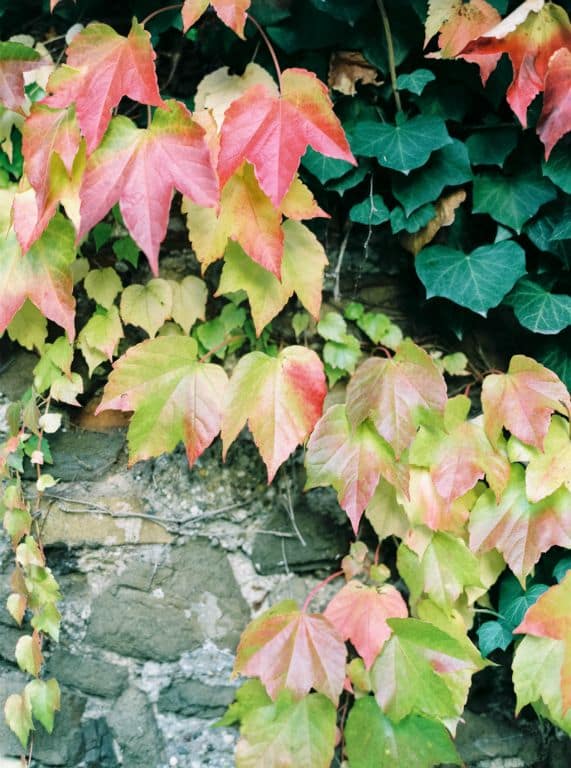 50ies wedding Vienna | www.hochzeitshummel.at | photo: peaches & mint